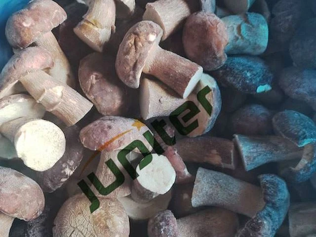 Frosne Boletus Edulis Champignon hele 1.